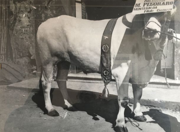 Macelleria Pegoraro - Storia